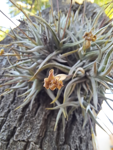 Tillandsia funebris, photograph 6