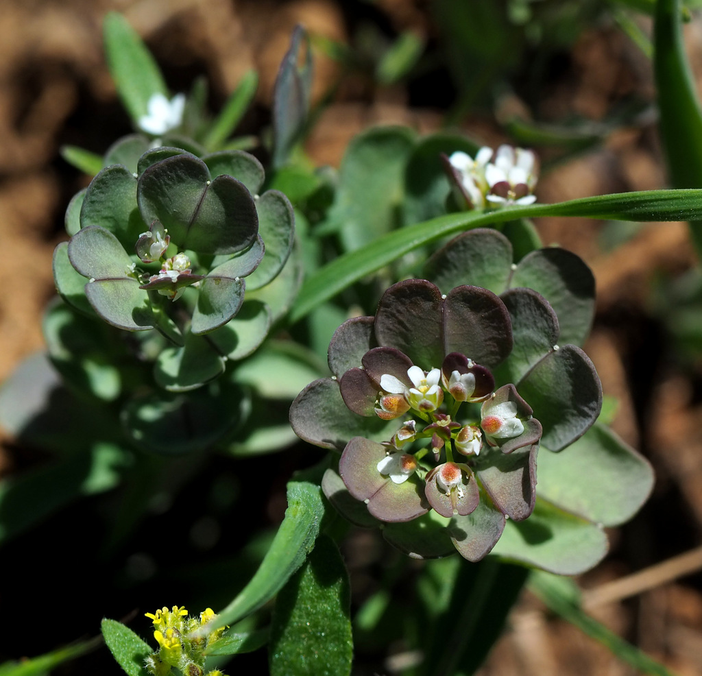 Noccaea platycarpa