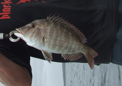 Lethrinus laticaudis