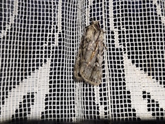 Dichagyris signifera