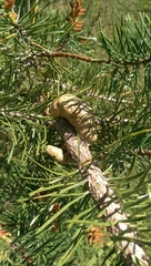 Pinus banksiana image