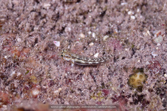 Gnatholepis thompsoni