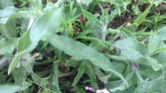 Cynoglottis barrelieri