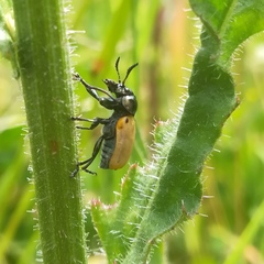 Labidostomis