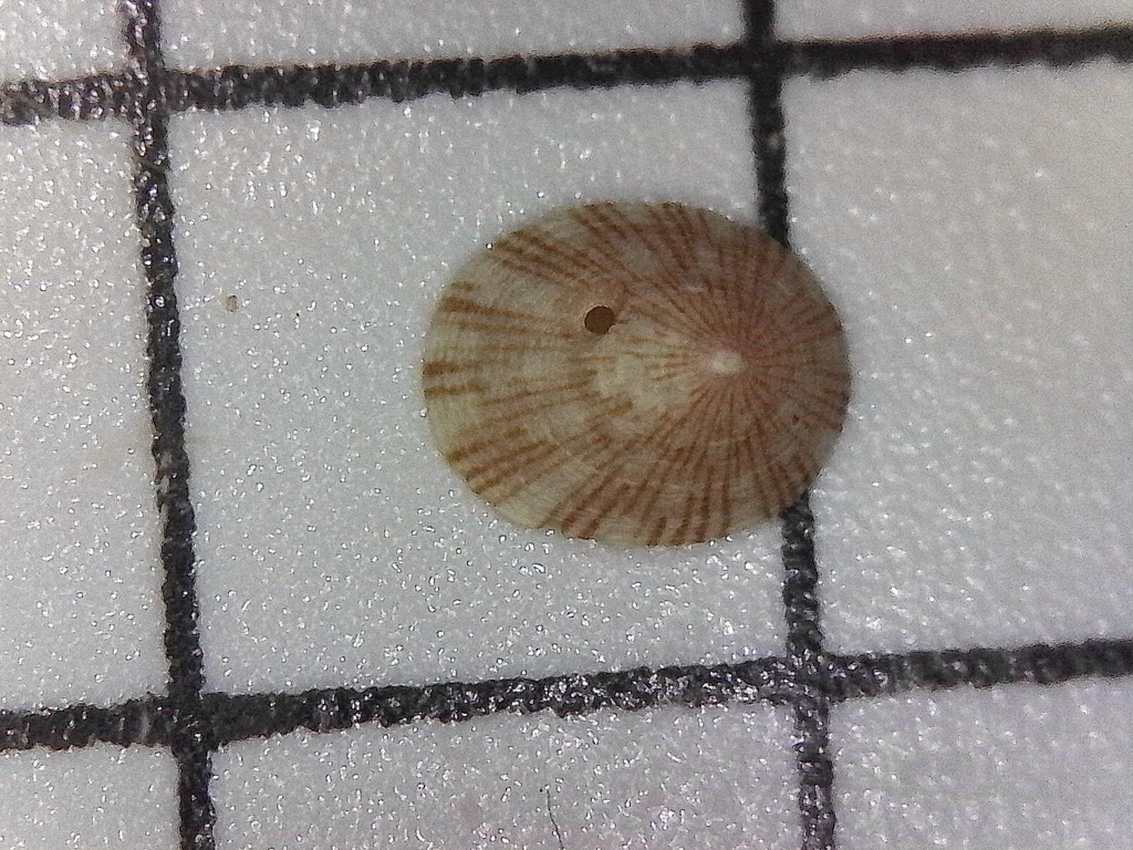 Asteracmea maraisi