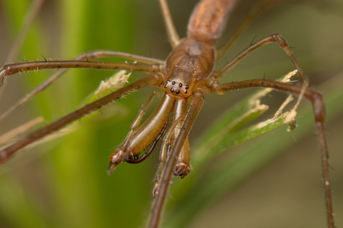 Tetragnatha nitens