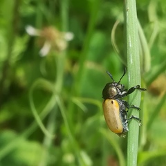 Labidostomis