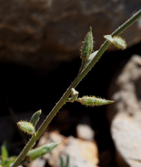 Anchonium billardierei