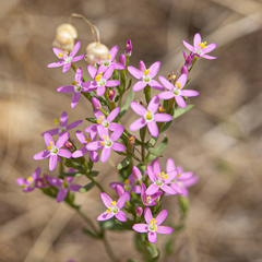 Zeltnera muehlenbergii