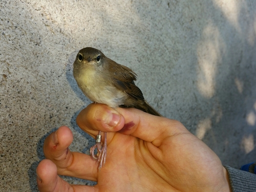 Acrocephalus scirpaceus