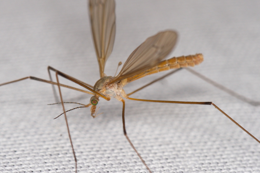 Tipula luteipennis