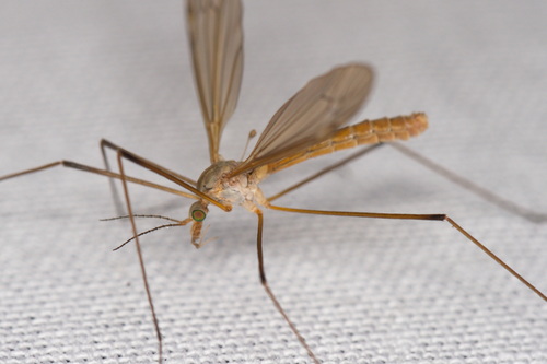 Tipula luteipennis