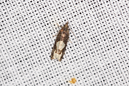 Birch Epinotia Moth