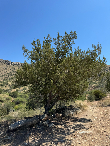 Image of Juniperus arizonica by (c) CK2AZ, some rights reserved (CC BY)
