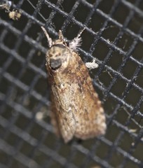Nycteola