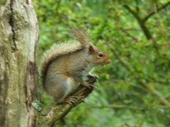 Sciurus carolinensis