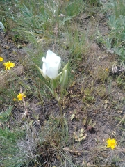 Calochortus eurycarpus