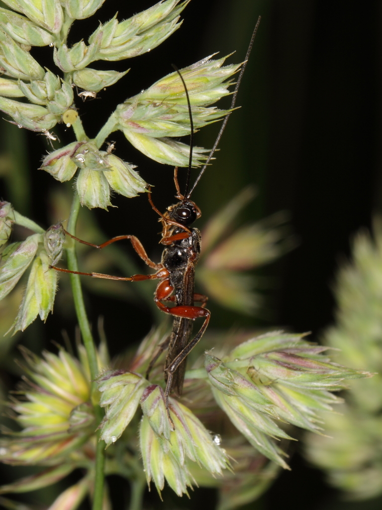 Helconidea ruspator