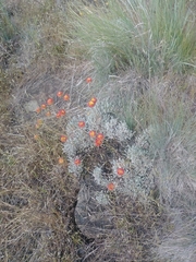 Haemanthus