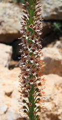 Eremurus spectabilis
