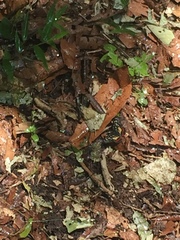 Chlosyne melitaeoides