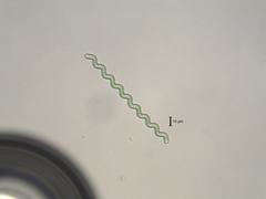 Arthrospira jenneri