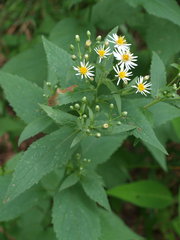Eurybia furcata