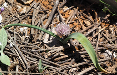Allium libani