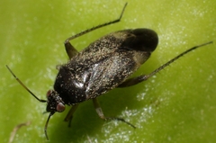 Lepidargyrus ancorifer