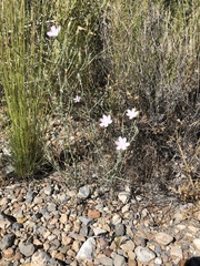Stephanomeria exigua exigua