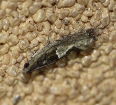 Melanodaedala scopulosana