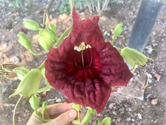Kigelia