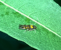 Mompha raschkiella