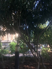 Kigelia