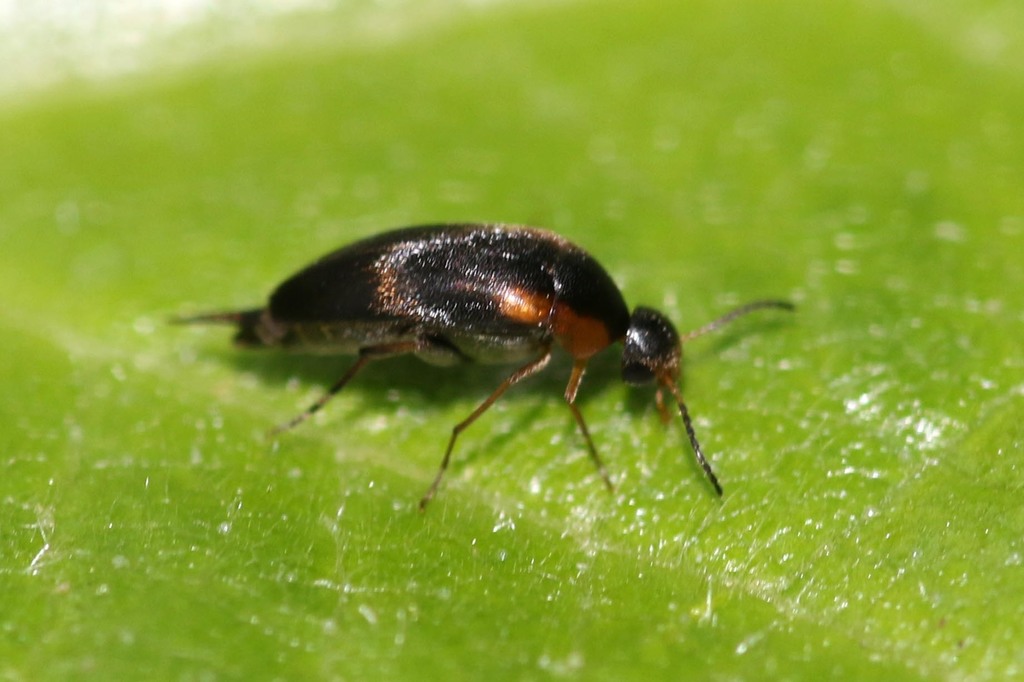 Mordellistena humeralis