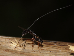 Dolichomitus imperator