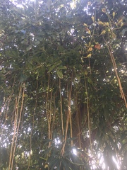 Kigelia