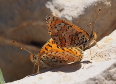 Melitaea acentria