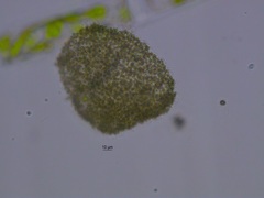 Microcystis flos-aquae