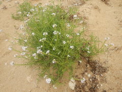 Cakile maritima euxina