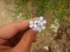 Cakile maritima euxina