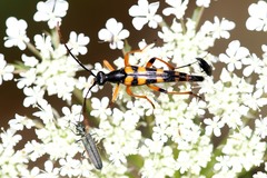 Strangalia attenuata