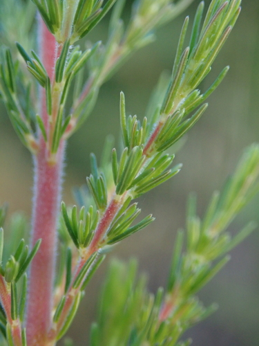 Erica lusitanica