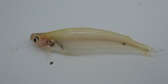 African Glass Catfish photo 3