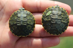 Trachemys grayi grayi