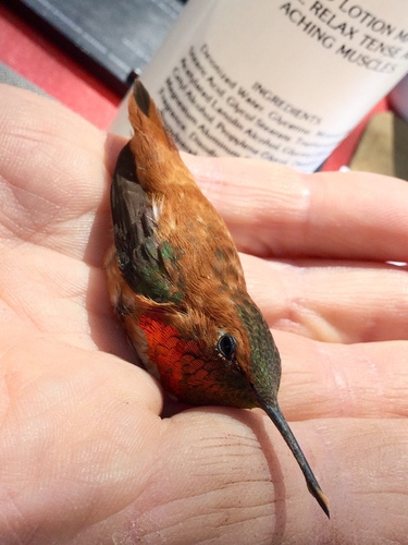 iNaturalist observation photo of Rufous Hummingbird