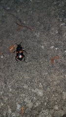 Nicrophorus sayi