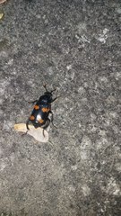 Nicrophorus sayi
