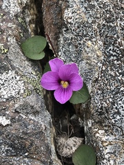 Viola flettii