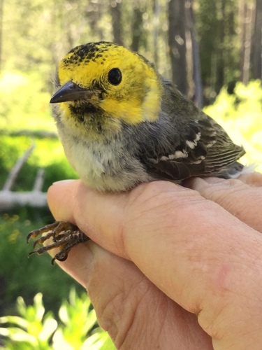 iNaturalist observation photo of Hermit Warbler